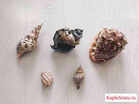 Декоративные ракушки Хабаровск