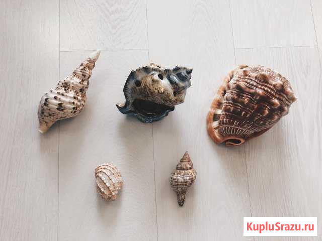 Декоративные ракушки Хабаровск - изображение 1