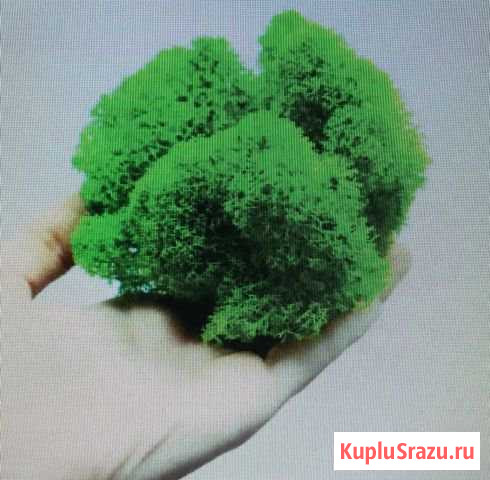 Стабилизированный мох Электросталь - изображение 1