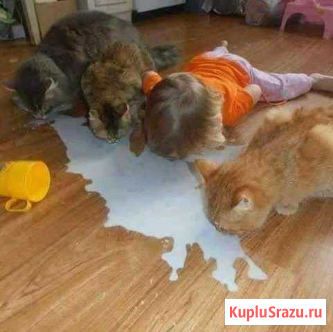 Домашнее молоко.сыр Днепровская - изображение 1