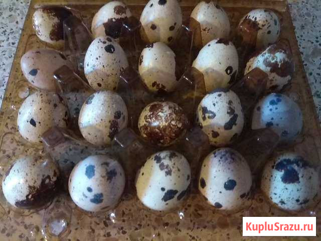 Яйца перепелиные Мингрельская - изображение 1