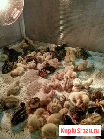 Суточные птенцы перепела Луховицы - изображение 1