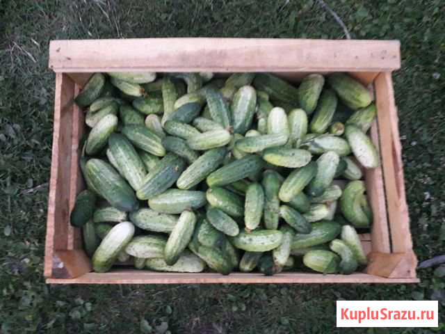 Огурцы грунтовые Гурьевск - изображение 1