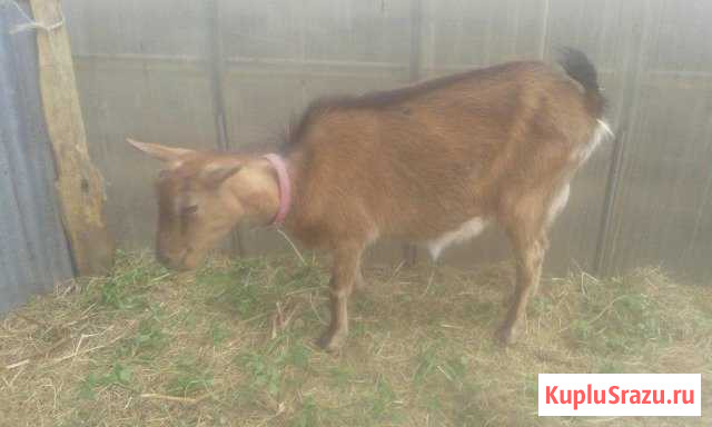 Козье молоко Подольск - изображение 1