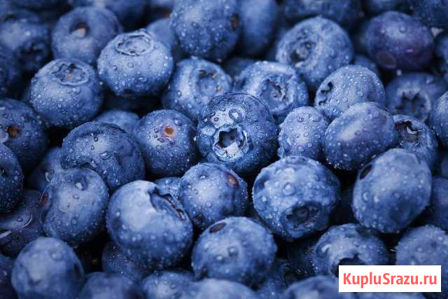 Продам чернику Мулино - изображение 1