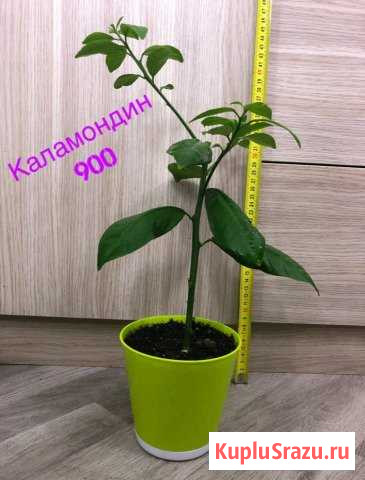 Каламондин Одинцово - изображение 1