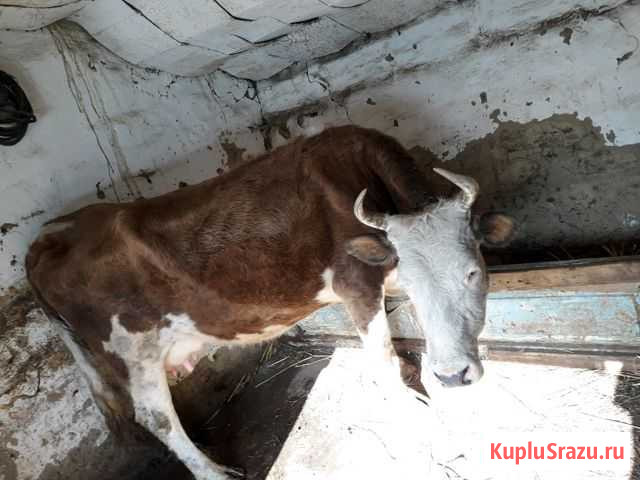Корова Прохладный - изображение 1
