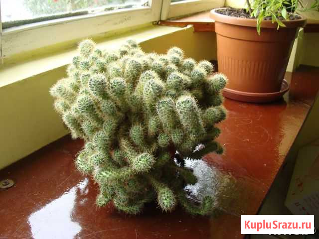 Кактус Заволжье - изображение 1