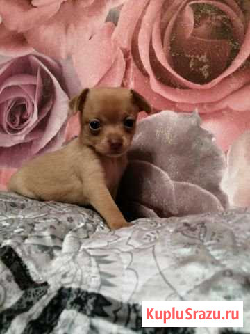 Щенки той-терьера Бронницы - изображение 1