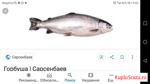 Горбуша свежая Магадан - изображение 1