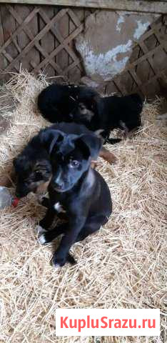 Собачка девочка - Даниэлка - 10 мес Оренбург - изображение 1