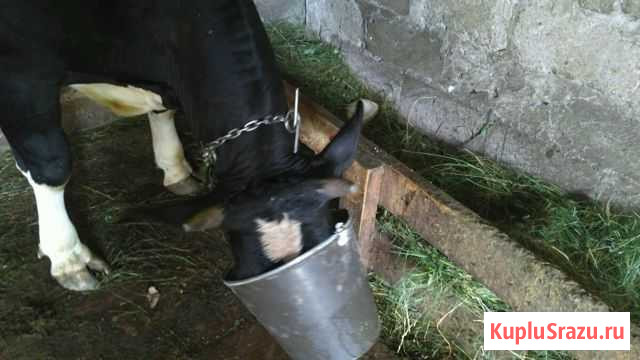 Продам телушку,возрост,1,3цена договорная Скородное - изображение 1