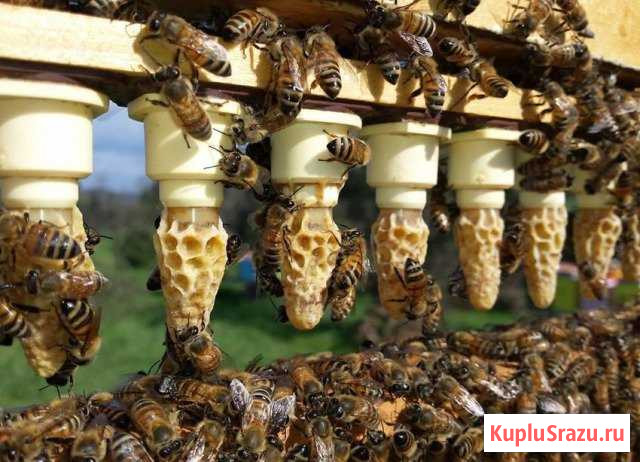 Пчеломатки Брянск - изображение 1