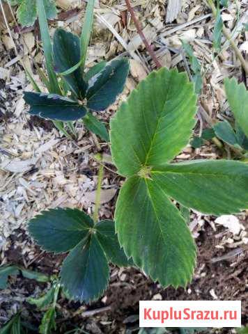 Клубника Чехов - изображение 1