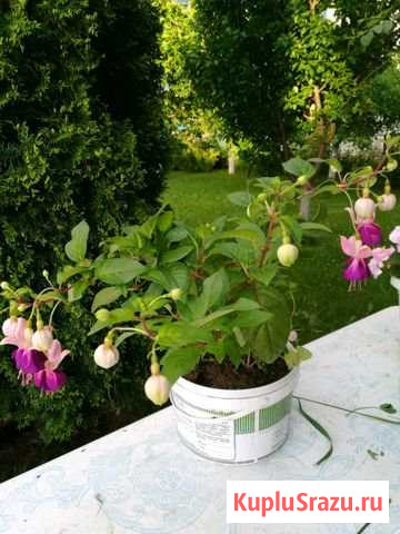 Фуксия Коммунар - изображение 1