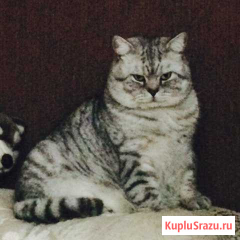 Британский кот, вязка Калининград - изображение 1