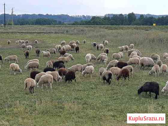 Бараны к празднику Курбан байрам Альметьевск