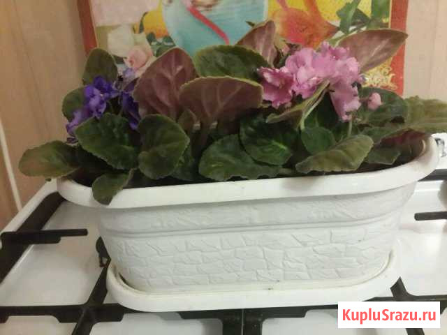 Фиалки в горшке Пятигорск - изображение 1