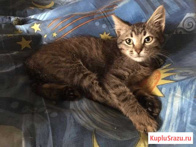 Котёнок-мальчик в добрые руки Краснокамск - изображение 1