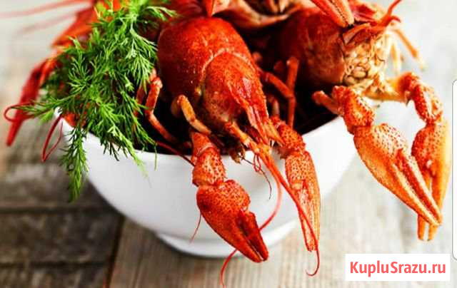 Живые раки Калининград - изображение 1