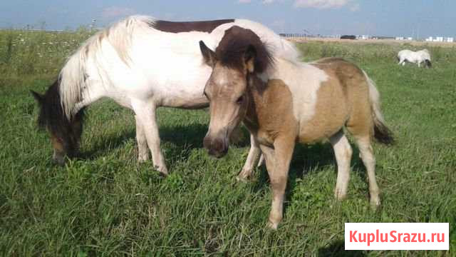 Продам пони жеребца Павловск - изображение 1