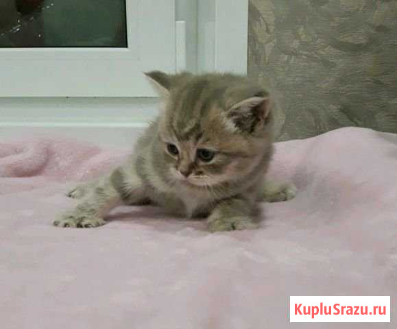 Шотландские котята прямоухие и вислоухие Егорьевск - изображение 1