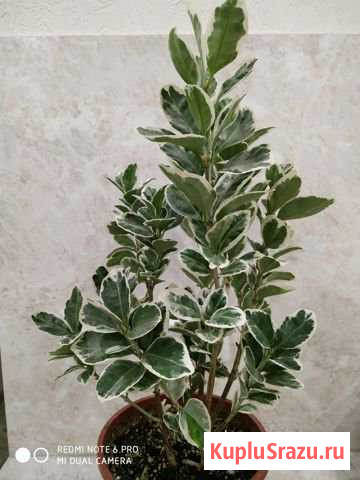 Бересклет и спатифиллум Джемини Выборг - изображение 1