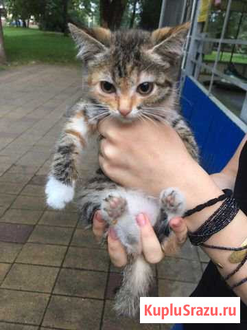 Отдам котенка Георгиевск - изображение 1