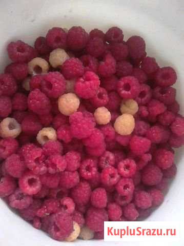 Малина 3 литра Калуга - изображение 1