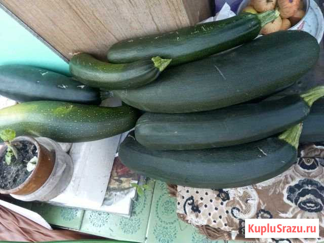Кабачки цикини Ульяновск - изображение 1
