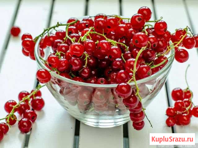 Красная смородина Петрозаводск - изображение 1