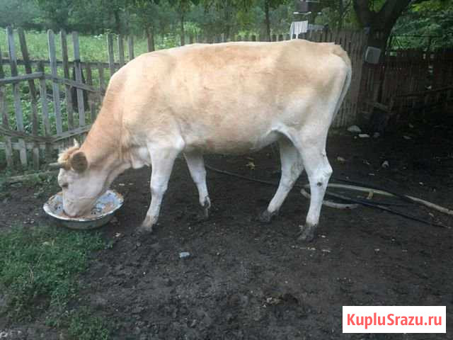 Корова Сары-Тюз - изображение 1