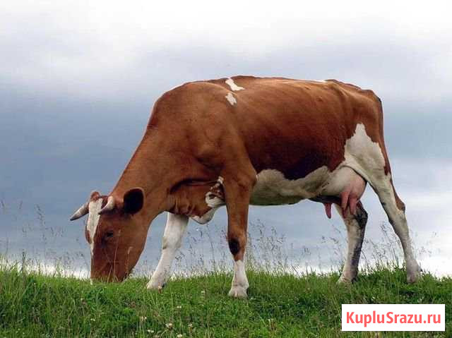 Продаётся Высокоудойная Корова Ейск - изображение 1