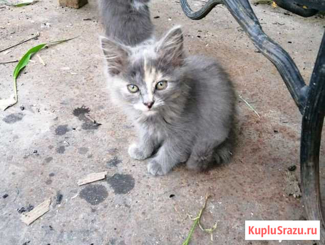 Котёнок Климовск - изображение 1