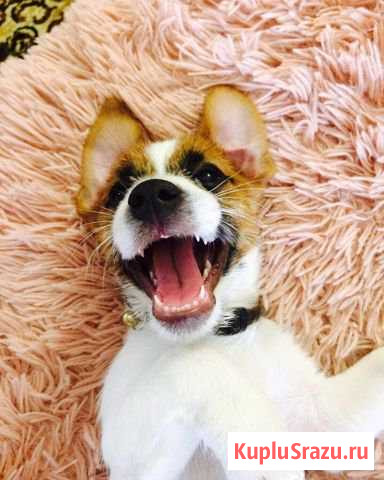 Вязка Джек Рассел Егорьевск - изображение 1