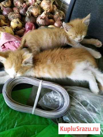 Котята Губкин - изображение 1