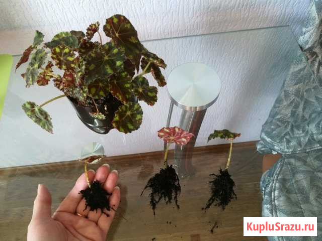 Бегония Нижнекамск - изображение 1
