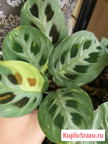 Маранта Бьюти Ким Балашиха - изображение 1