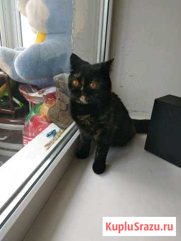 Отдам кошку в хорошие руки Болохово - изображение 1