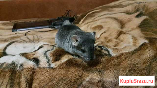 Шиншиллы Видное - изображение 1