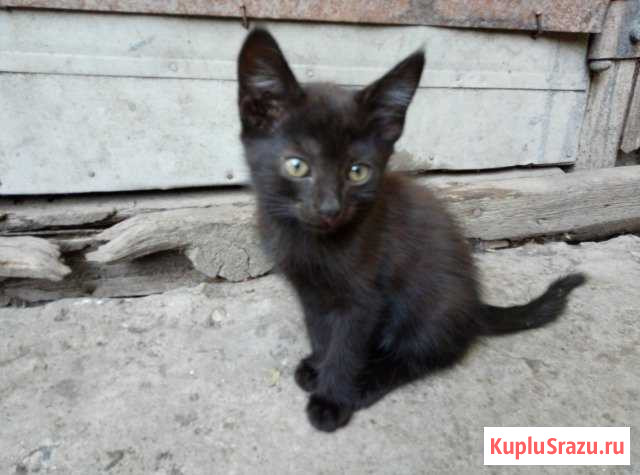 Отдам котят Тихорецк - изображение 1