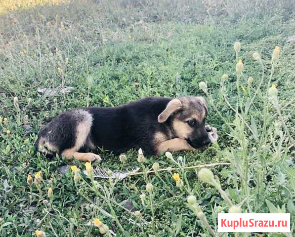 Милая девочка, в добрые ручки Кущевская - изображение 1
