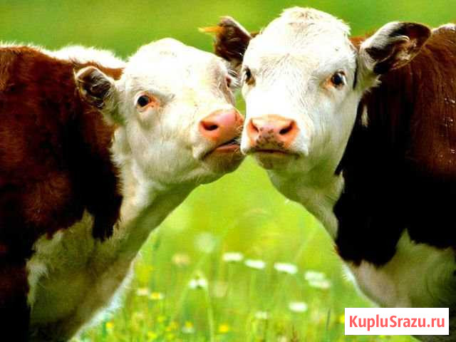 Телочки на продажу Старая Каменка - изображение 1