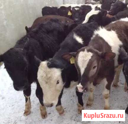 Бычки мясные Камышин - изображение 1