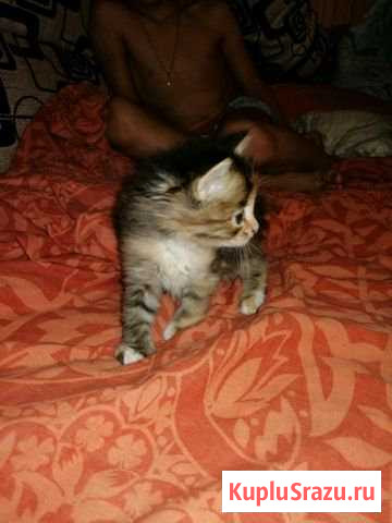 Отдам в хорошие руки Воскресенск - изображение 1