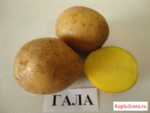 Картофель домашний Гала. Аврора Луга - изображение 1