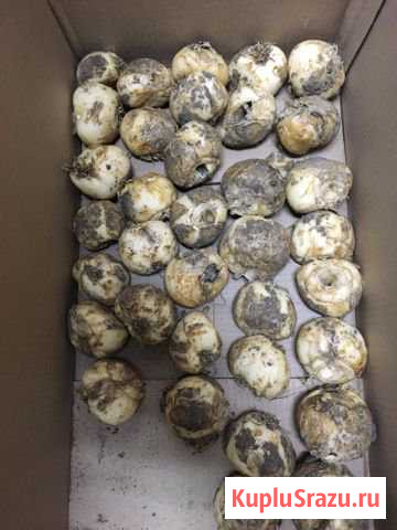 Рябчик Воскресенск - изображение 1