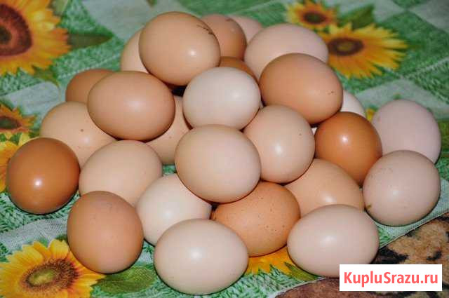 Яйца куриные домашние Ивня - изображение 1