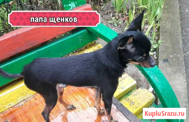 Продам щенков Той-Терьера Крымск - изображение 1