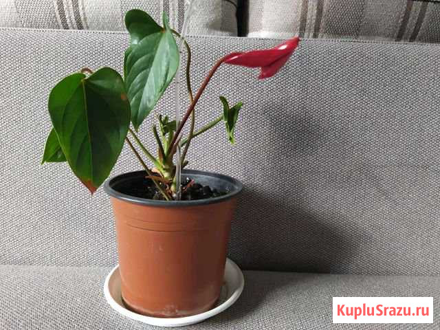 Аунтуриум Люберцы - изображение 1